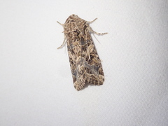 Spodoptera praefica
