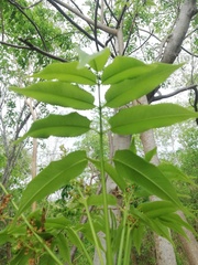 Bursera jerzyi