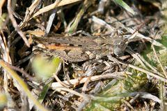 Psoloessa delicatula