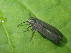 Phausis rhombica