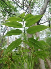 Bursera jerzyi