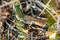 Psoloessa delicatula