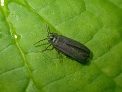 Phausis rhombica
