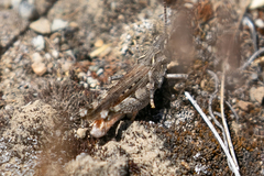 Psoloessa delicatula