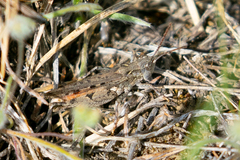 Psoloessa delicatula