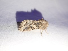 Spodoptera praefica