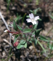 Epilobium minutum