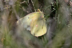 Colias philodice eriphyle