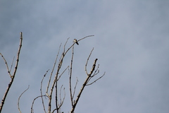 Petrochelidon pyrrhonota