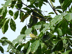 Anthreptes malacensis