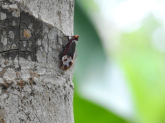 Penthicodes farinosus