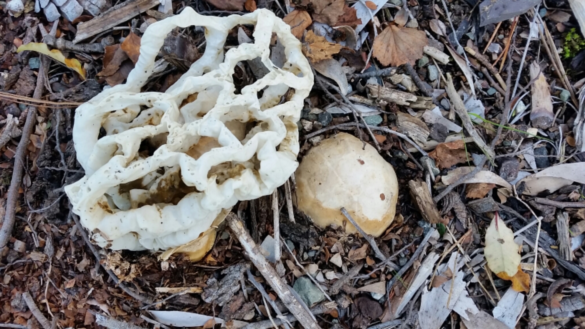 Ileodictyon cibarium image