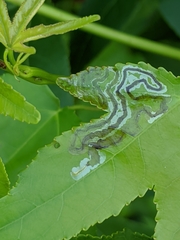 Phyllocnistis liquidambarisella