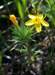 Leptosiphon acicularis