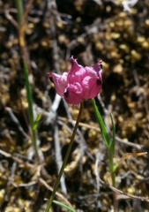 Trifolium depauperatum