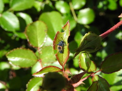 Harmonia axyridis