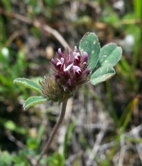 Trifolium macraei