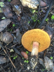 Boletus leptospermi