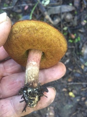 Boletus leptospermi