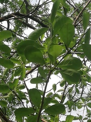 Jatropha sympetala
