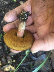 Boletus leptospermi