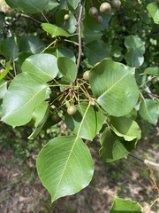 Pyrus calleryana