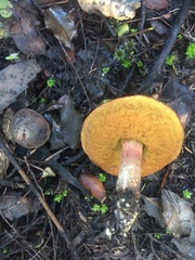 Boletus leptospermi