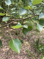 Pyrus calleryana