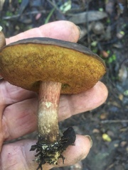Boletus leptospermi