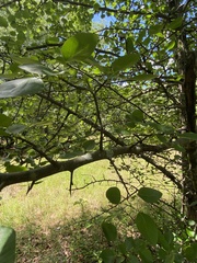 Pyrus calleryana