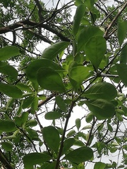 Jatropha sympetala