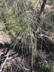 Casuarina cristata