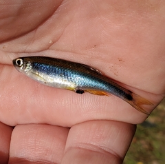 Pteronotropis hypselopterus