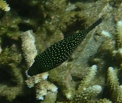 Canthigaster janthinoptera