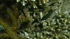 Canthigaster janthinoptera
