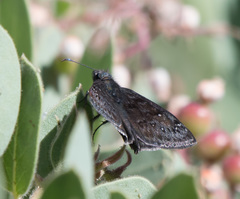 Erynnis telemachus