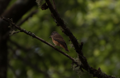 Muscicapa ferruginea
