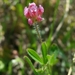 Trifolium bifidum decipiens - Photo (c) David Greenberger, algunos derechos reservados (CC BY-NC-ND), subido por David Greenberger