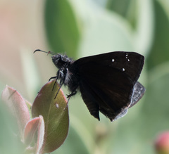 Erynnis telemachus