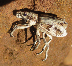 Microcerinae