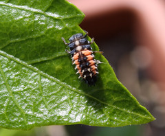 Harmonia axyridis