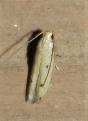 Numata bipunctella