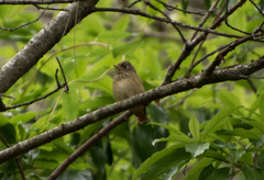 Muscicapa ferruginea