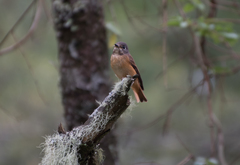 Muscicapa ferruginea