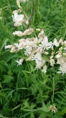 Silene vulgaris