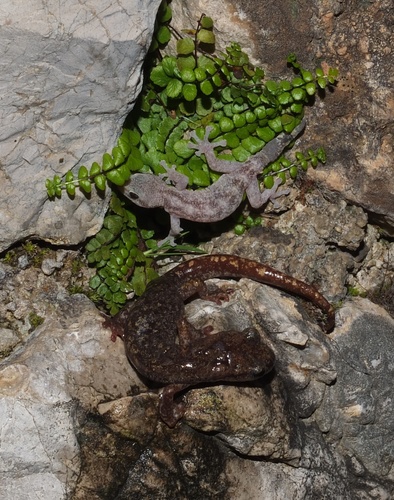 Strinati's Cave Salamander, Alpes-Maritimes, Provence-Alpes-Côte d'Azur, FR, photo 4 of 10
