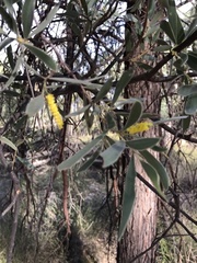Acacia burrowii