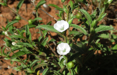 Seddera suffruticosa