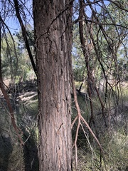 Acacia burrowii