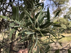 Acacia burrowii